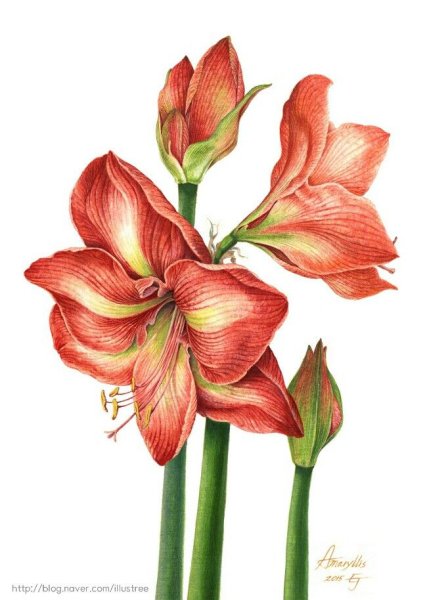 Гиппеаструм ботаника