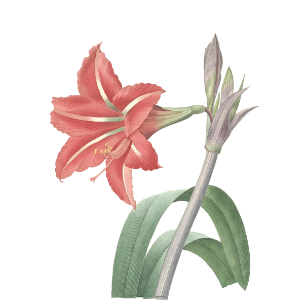 Амариллис строение