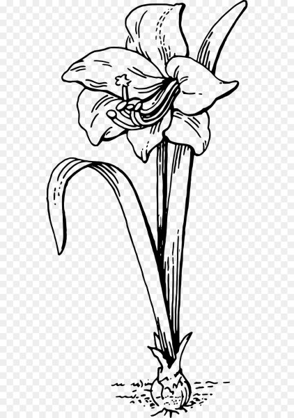 Гиппеаструм иллюстрация