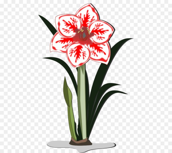 Гиппеаструм ботаника