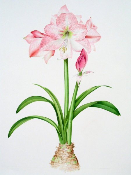 Ирис амариллис