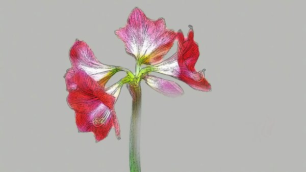 Луковичный цветок амариллис