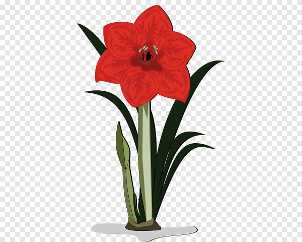 Гиппеаструм Юнг Ивонн