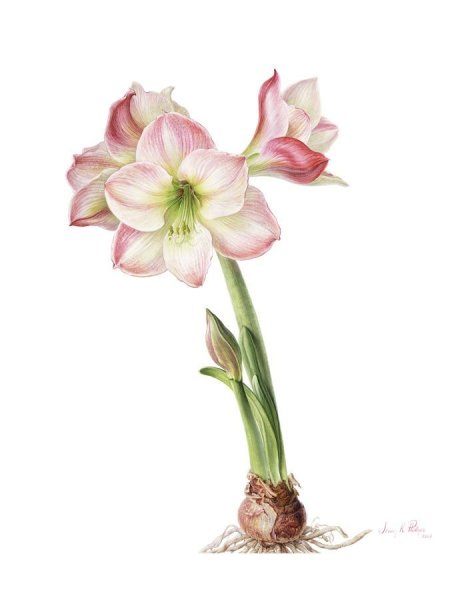 Амариллис раскраска