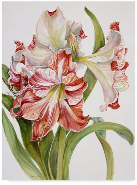 Гиппеаструм Королевский Reginae