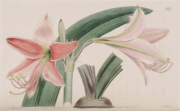 Гиппеаструм раскраска