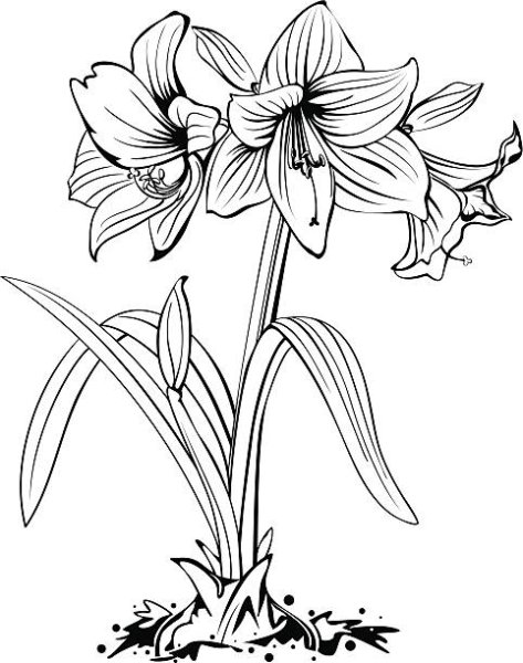 Цветок амариллис акварель