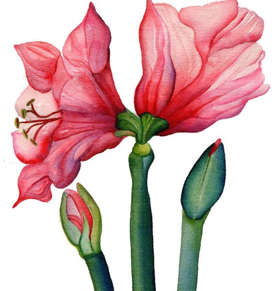 Раскраска растение: гиппеаструм