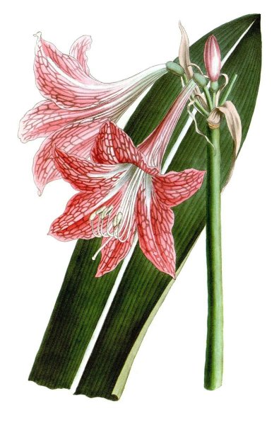 Растения Калла сансевьера гиппеаструм