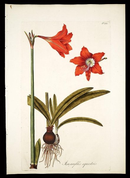 Амариллис тату эскизы