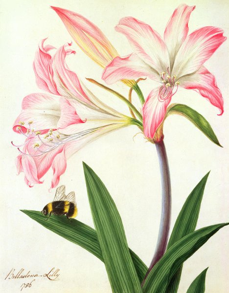 Гиппеаструм Альберти