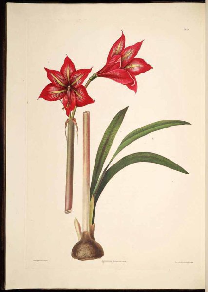 Амариллис белладонна