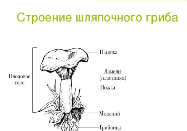 Опишите строение шляпочного гриба
