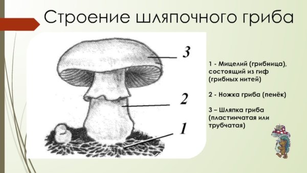 Строение шляпочного гриба мицелий