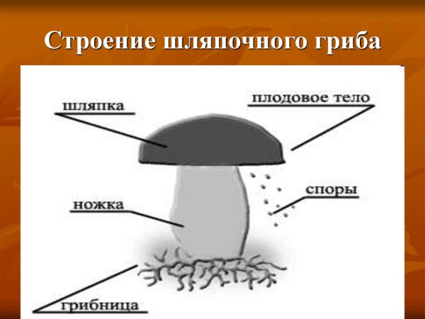 Гриб строение шляпочного гриба