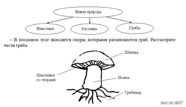 Схема шляпочного гриба 3 класс