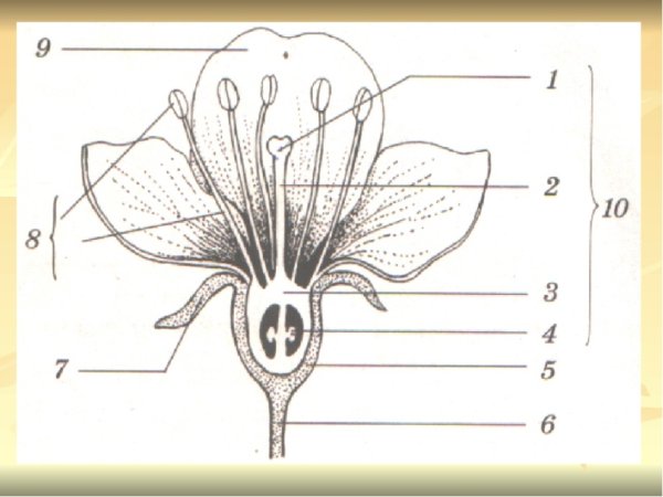 Строение сердца схема с подписями