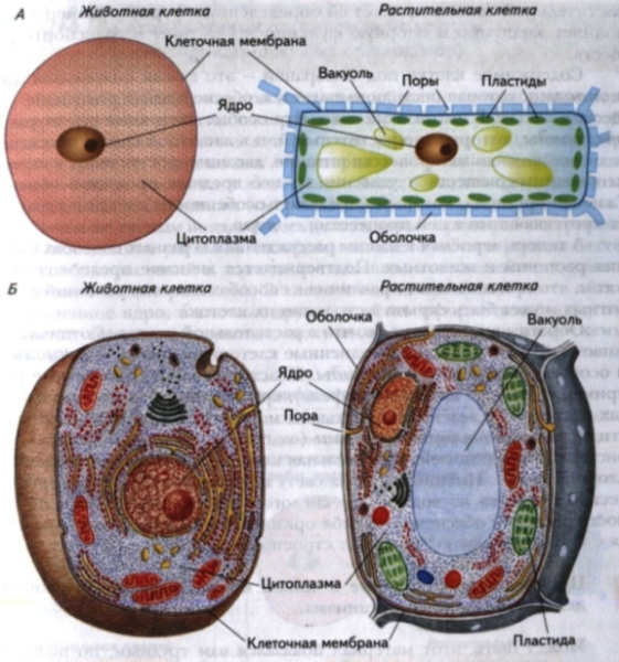 Строение нефрона основные части