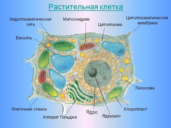 Рис 118 строение нефрона