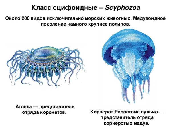 Представители класса Сцифоидные 7 класс