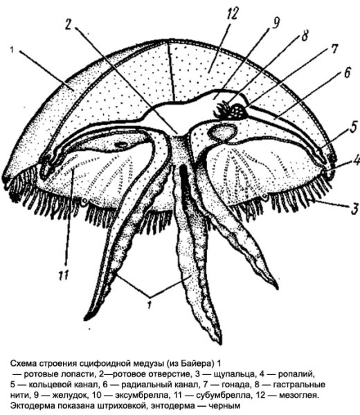 Строение сцифоидной медузы
