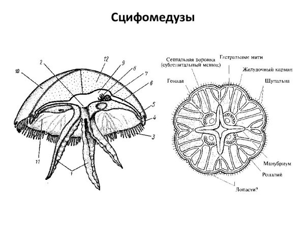 Строение сцифоидных медуз 7 класс биология