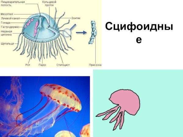 Схема строения сцифоидной медузы