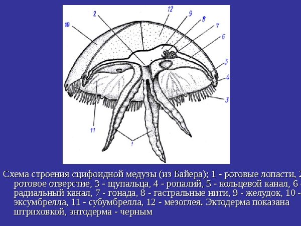 Схема строения сцифоидной медузы