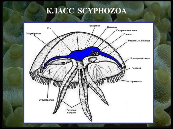 Строение сцифоидной медузы