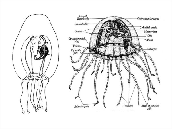 Внутреннее строение сцифоидной медузы