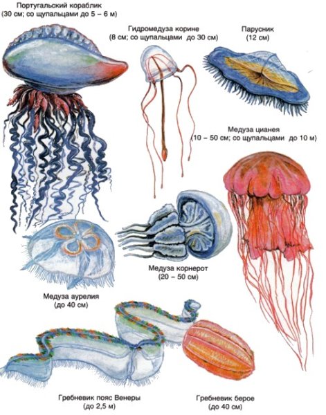 Класс Сцифоидные медузы представители