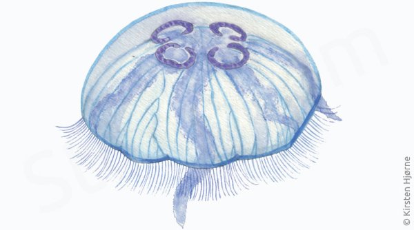 Сцифоидные ушастая Аурелия