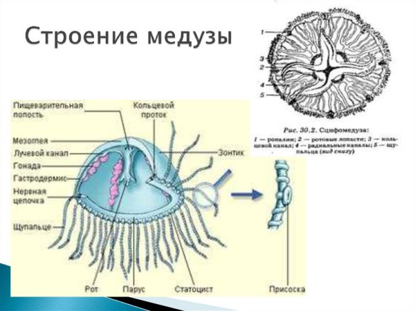 Строение сцифоидной медузы