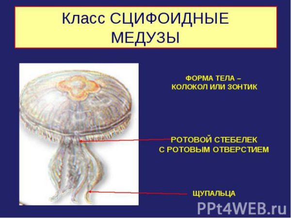 Строение сцифоидной медузы