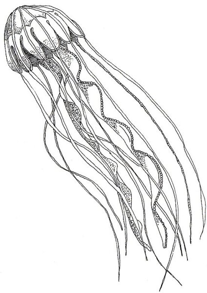 Арктическая цианея строение