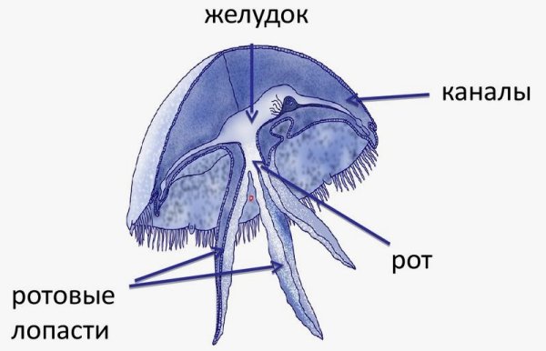 Схема строения сцифоидной медузы