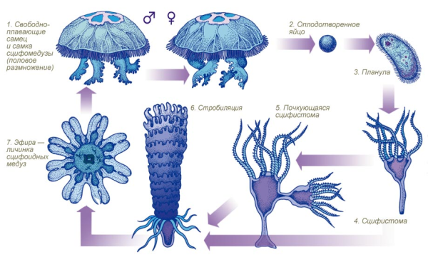 Жизненный цикл медузы Аурелии ушастой