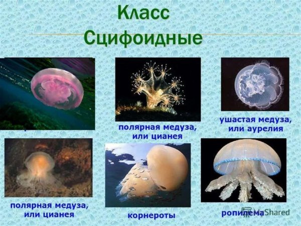 Многообразие кишечнополостных медузы