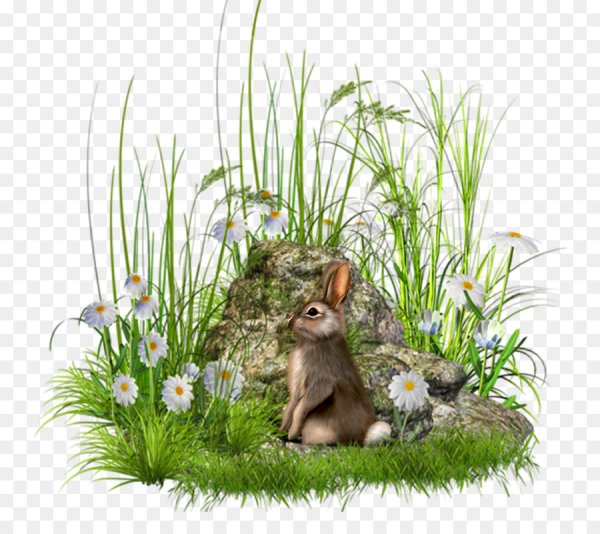 Альпийская горка на прозрачном фоне