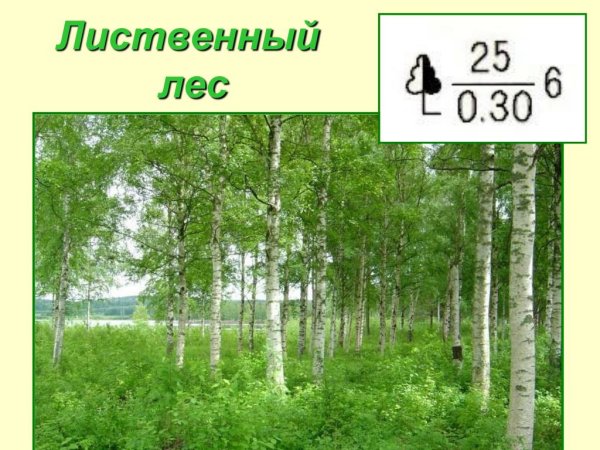 Лиственный лес для дошкольников