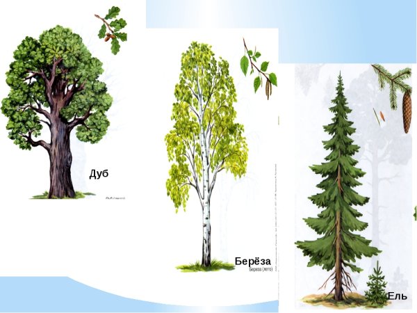 Деревья широколиственных лесов названия