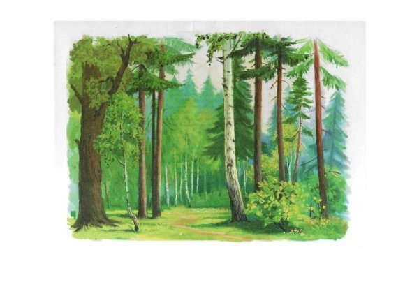 Хвойные деревья и лиственные деревья