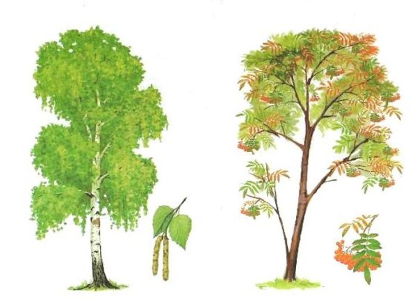 Нарисовать леса Тайга смешанный лес широколиственный лес