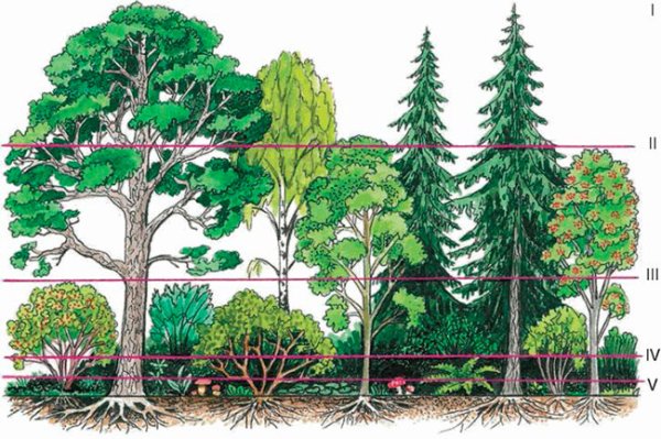 Высокое и низкое дерево