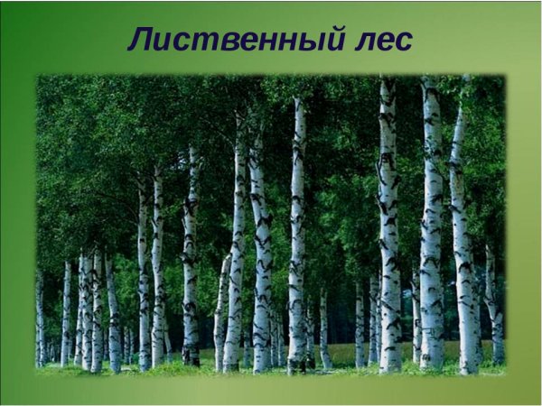 Рисунки леса легкие