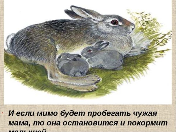 Заяц Листопадничек