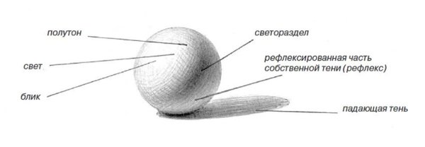Свет полутон тень рефлекс в рисунке