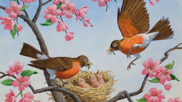 Синица цветными карандашами