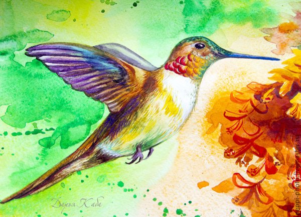 Птицы карандашом для срисовки