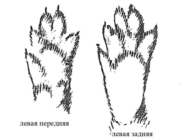 Следы заячьих лап